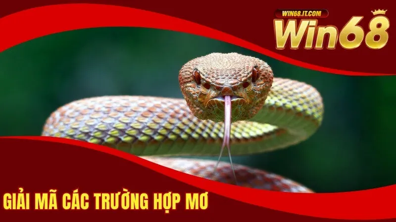 Giải mã các trường hợp mơ 
