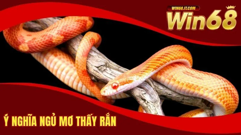 Ý nghĩa ngủ mơ thấy Rắn